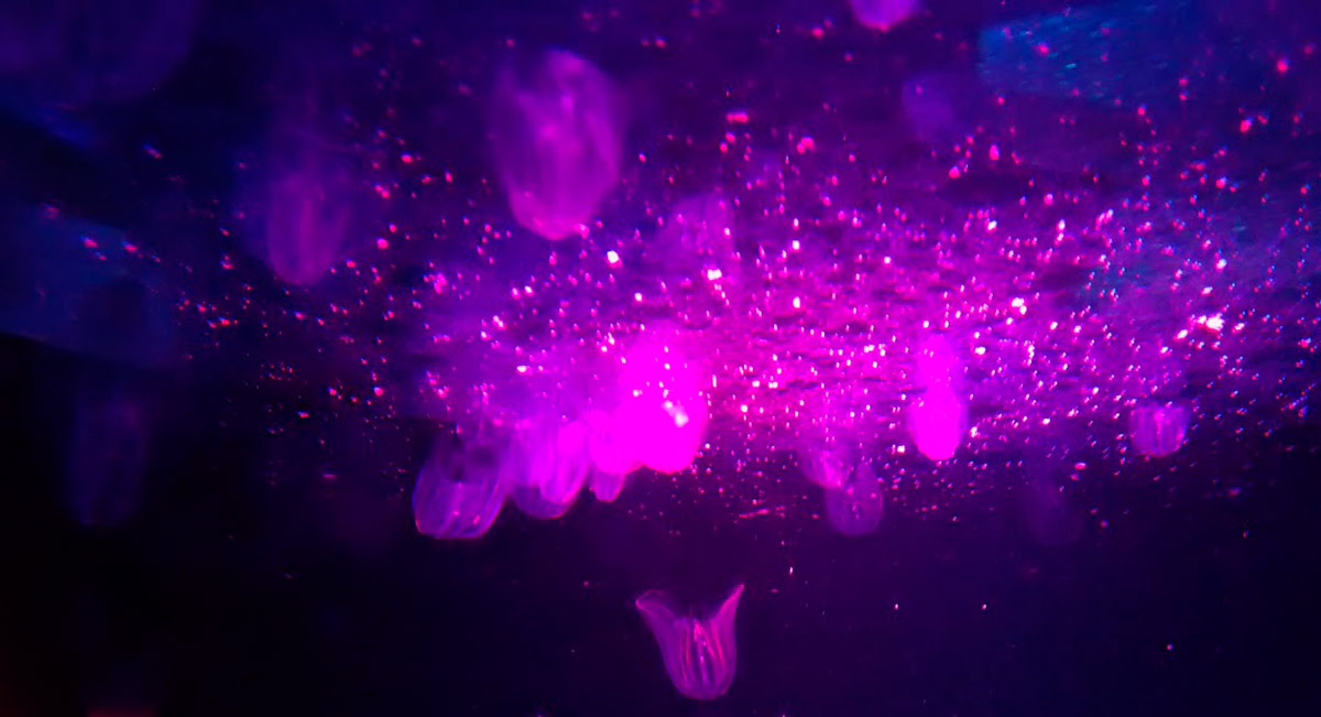 Medusas