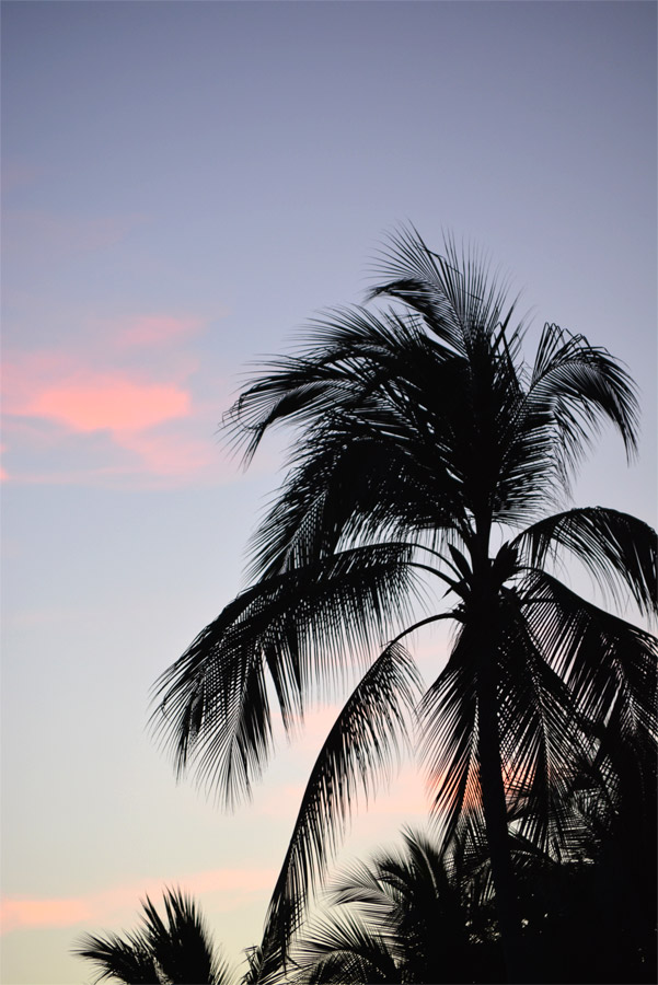 Palmera
